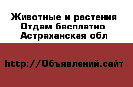 Животные и растения Отдам бесплатно. Астраханская обл.